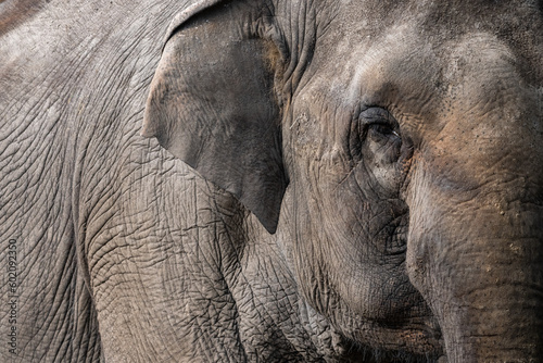 Portret słonia indyjskiego (Asian elephant, Elephas maximus)