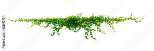 Leinwand Poster leaf vine Isolate on transparent background PNG file