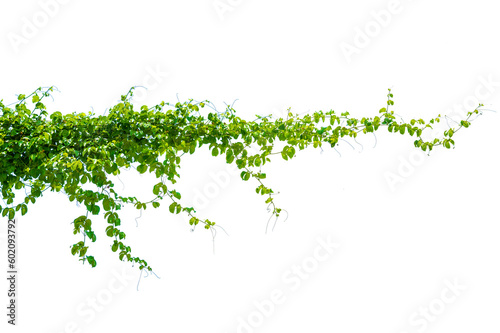 Fotografia leaf vine Isolate on transparent background PNG file
