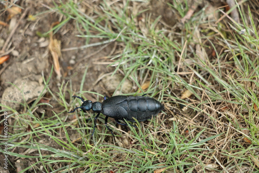 Obraz premium bug on the run