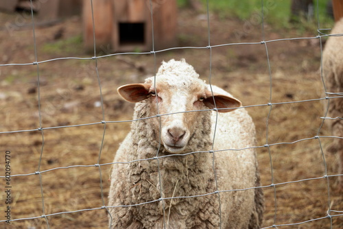 a sheep staring at the photographer from behind a wire fence