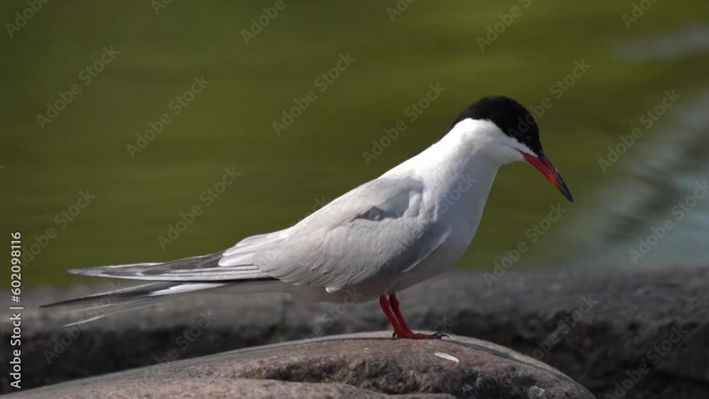 Common tern looks out for fish, standing on a stone. Close-up. A green river flows in the background. The common tern (Sterna hirundo) is a seabird in the family Laridae. Common tern looks out for fish, standing on a stone. Close-up. A green river flows in the background. The common tern (Sterna hirundo) is a seabird in the family Laridae.