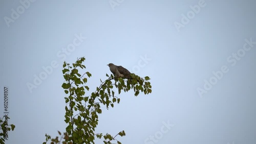 The cuckoo swings on the branches of a birch. The common cuckoo (Cuculus canorus) is a member of the cuckoo order of birds, Cuculiformes, which includes the roadrunners, the anis and the coucals. photo
