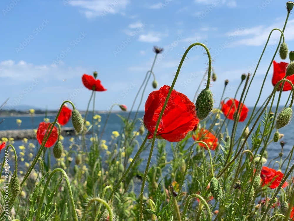 Obraz premium poppies by the sea