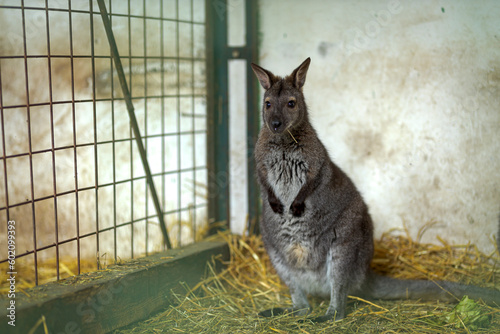 Valokuva Kangaroo in captivity