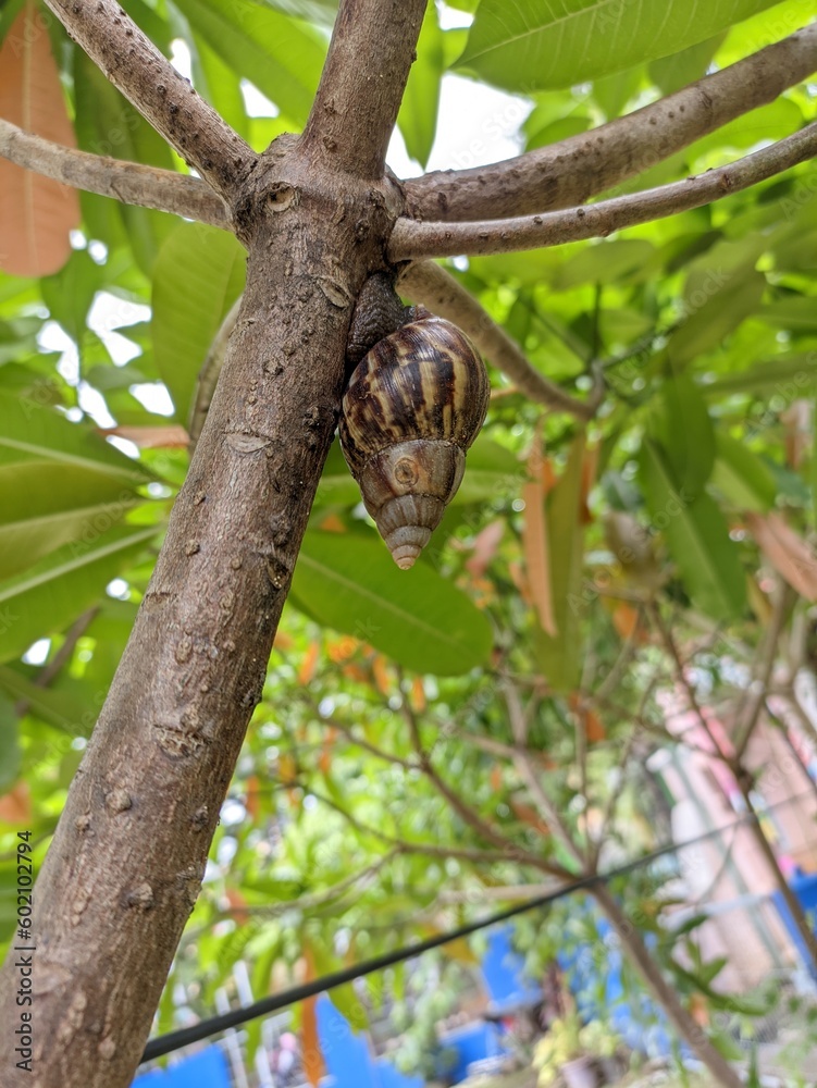 A portrait of snail with a brown shell walking on a tree trunk to avoid the sun A portrait of snail with a brown shell walking on a tree trunk to avoid the sun