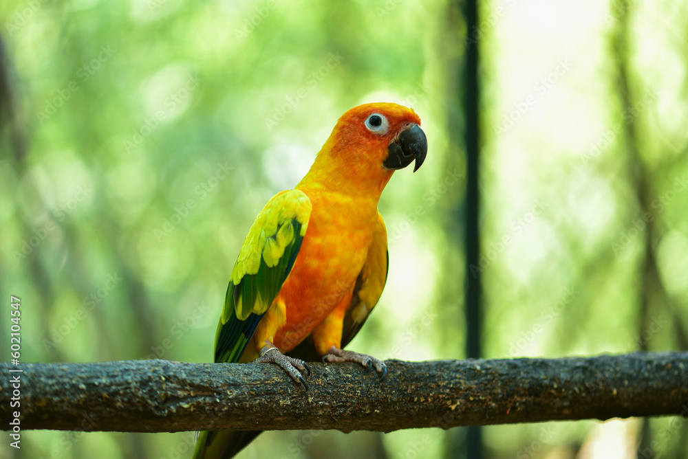 Obraz premium Several colorful parrots are resting on the fence. This lovebird lives in the wild and can be housed with house pets. cute wildlife concept