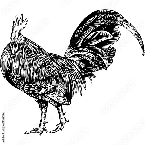 Hand drawn Rooster Chicken Sketch Illustration