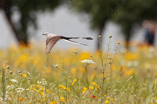 Scissor-tailed flycatcher. Tyrannus forficatus