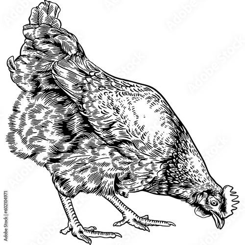 Hand drawn Chicken Eating Sketch Illustration