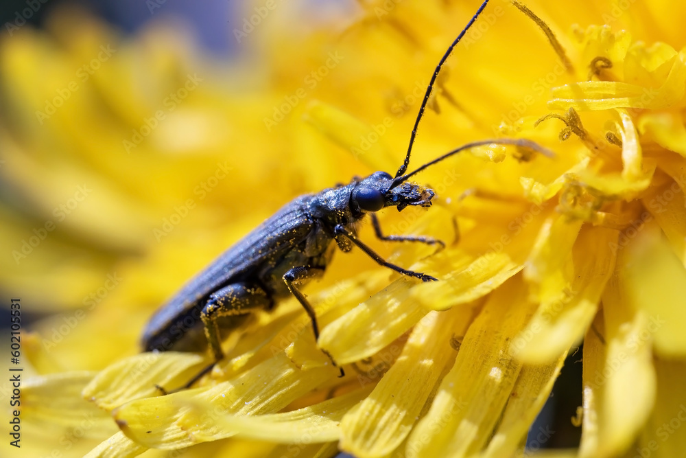Fototapeta premium Beetle Oedemera virescens sits on a yellow dandelion, macro photo