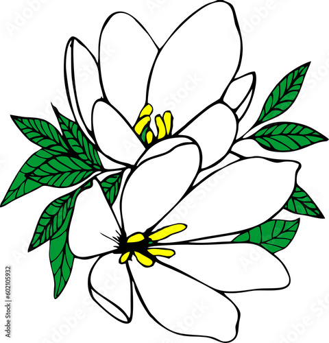 bouquet of two white magnolia flowers with leaves no background  isolated element