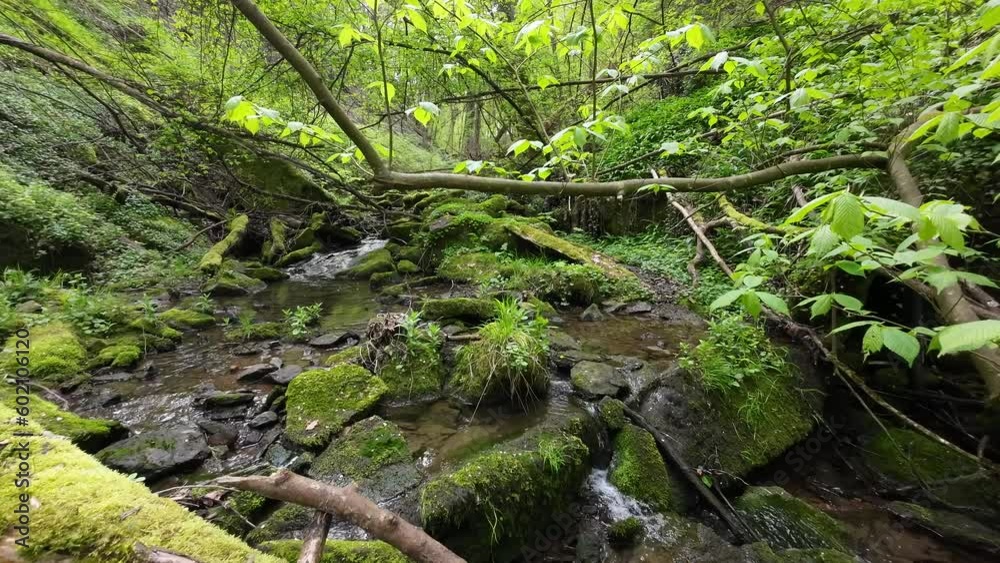 Kleiner Bach fließt durch Naturwald im Frühling mit bemoosten Steinen und Totholz