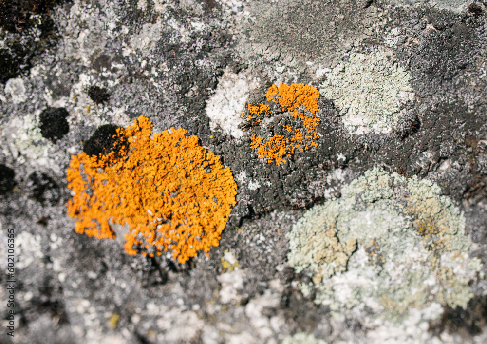 Colorful Moss Blanketing Textured Stone Surface Colorful Moss Blanketing Textured Stone Surface