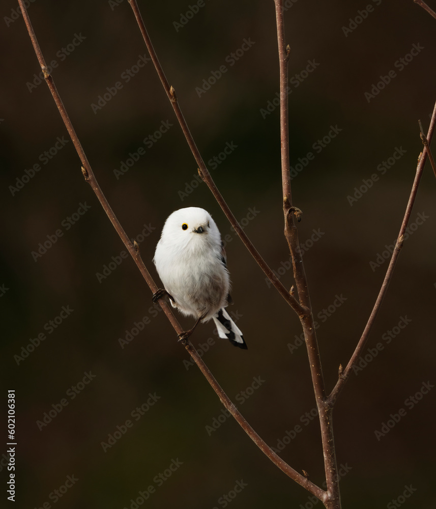 long-tailed tit (Aegithalos caudatus) sitting on a branch in the forest in spring. long-tailed tit (Aegithalos caudatus) sitting on a branch in the forest in spring.