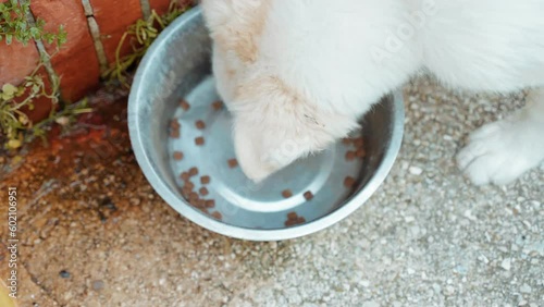 Top view of metal bowl full of dry food for domestic animals, small white fluffy puppy eating dry meat granulates from the bowl for better growing, concept of healthy food for domestic animals photo