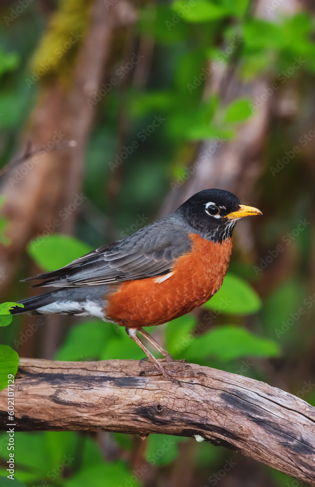 Fototapeta premium Small Colorfull Bird Sitting on a Branch in a park. Zoom. Port Moody, Vancouver, British Columbia, Canada. Wildlife Picture