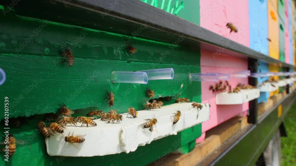 Laborious bees are flying at a blue beehive hole on a sunny day in summer. The a Laborious bees are flying at a blue beehive hole on a sunny day in summer. The a