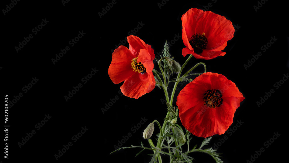 Red flowers of a blooming poppy on a black background Red flowers of a blooming poppy on a black background