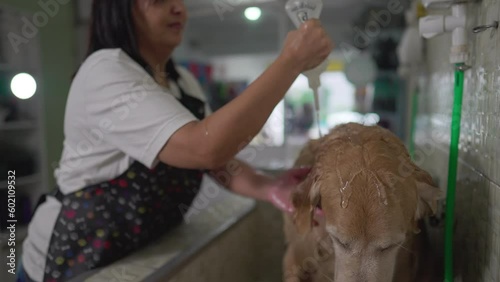 Pet Shop Woman applying shampoo to Golden Retriever Dog, person washing Canine Companion at Pet Shop. Local Business Job Occupation photo