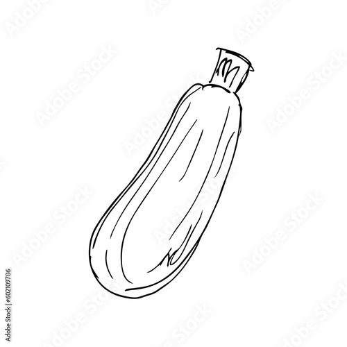 Zucchini, Hand drawn sketch style. Vector illustration isolated on white background.