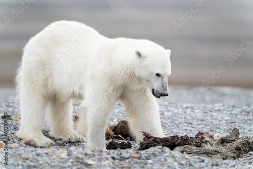 lonely polar bear in summer time on Svalbard