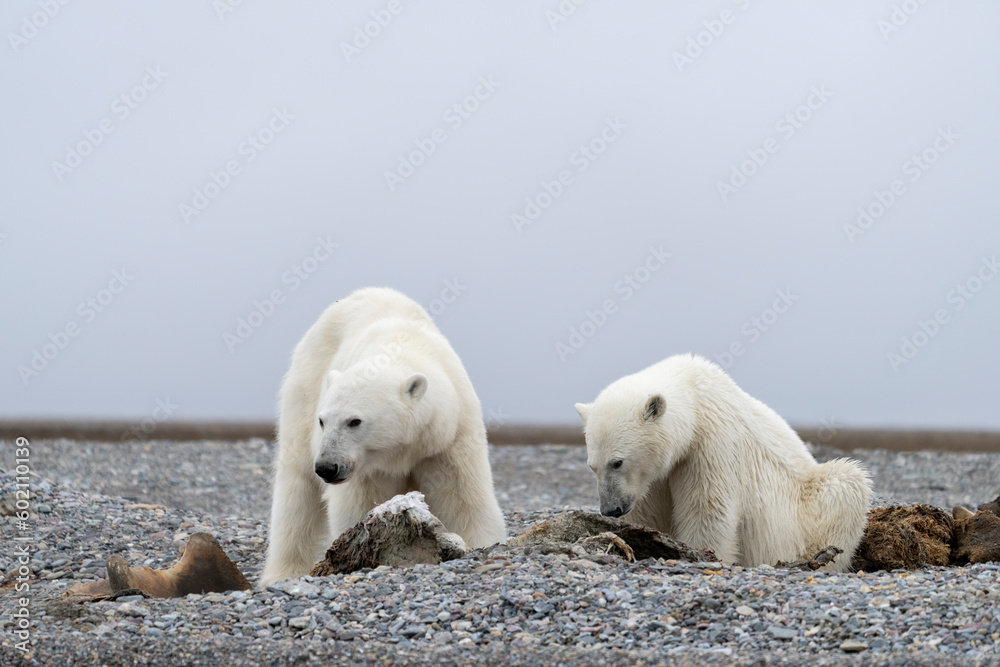 polar bear with cubs in summer time on Svalbard polar bear with cubs in summer time on Svalbard
