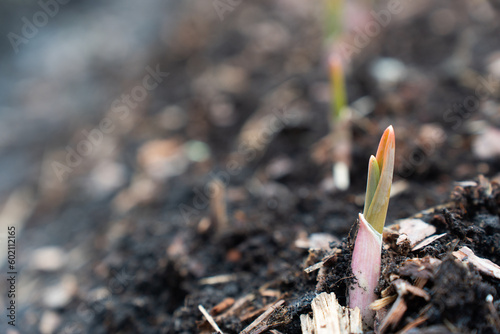 Close up of young small sprout of garlic in the garden. Small plant on pile of soil in the garden. High quality photo