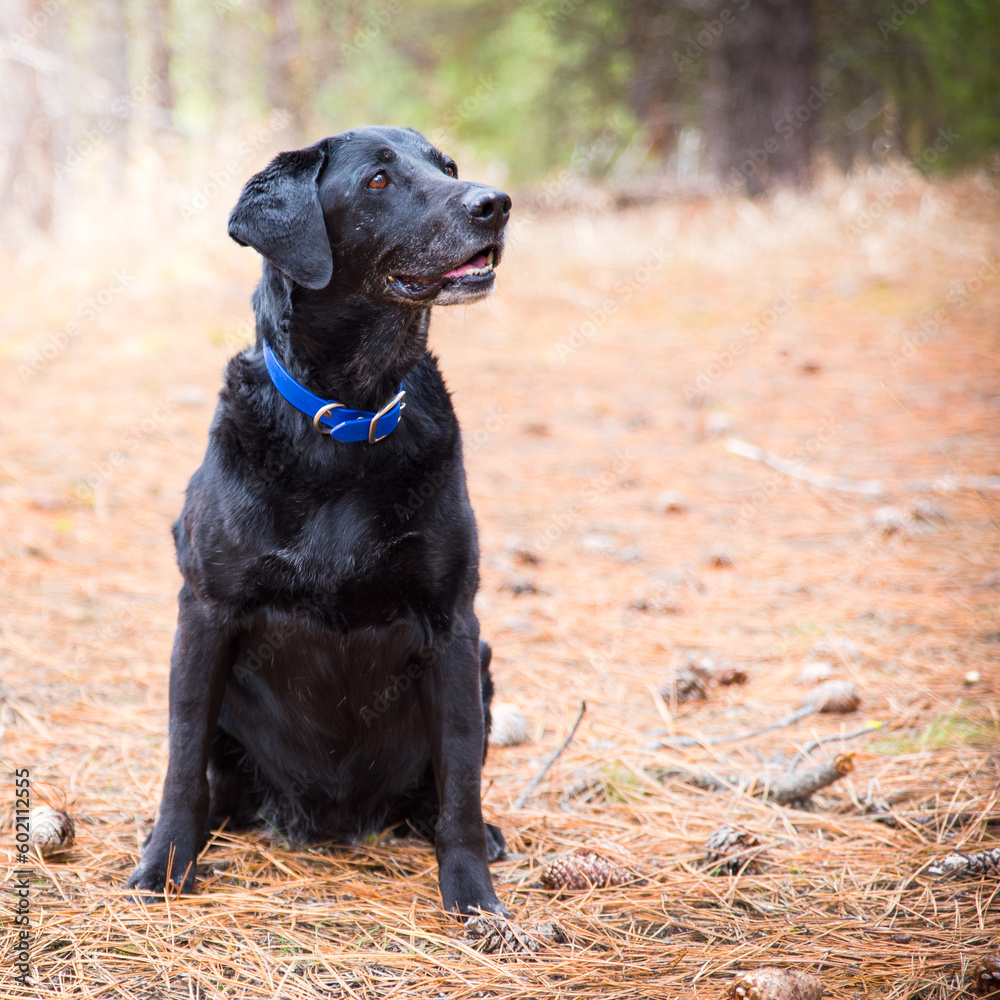 Senior Black Lab with Mouth Open Senior Black Lab with Mouth Open