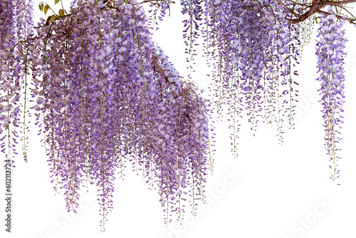 Wisteria flowering branch isolated