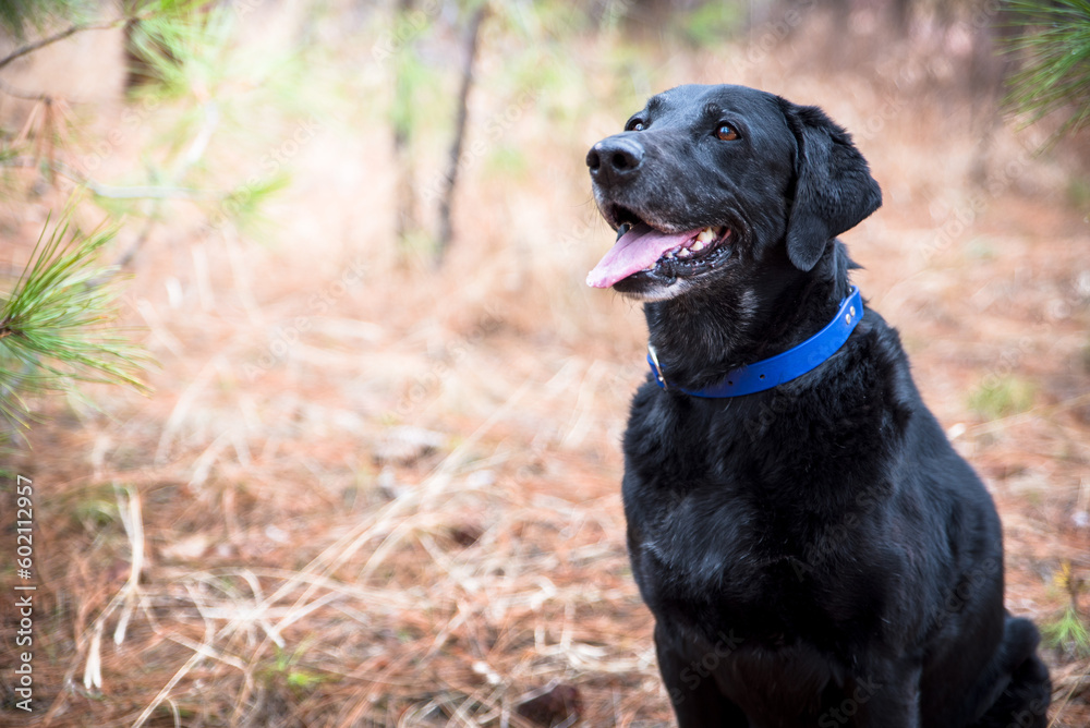 Old Black Lab Sitting in Evergreen Forest Old Black Lab Sitting in Evergreen Forest