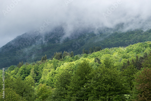 Frondosidad en la niebla