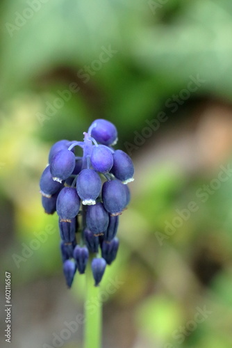 closeup of a blue wildflower