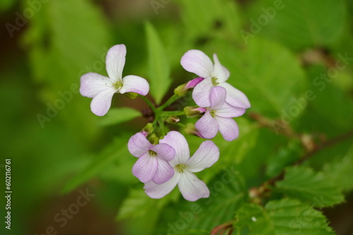 closeup of pink wildflowers with green leaves