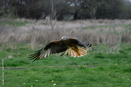 Red Kite landing