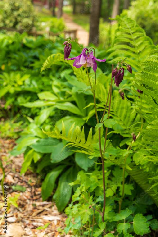 A single purple columbine flower blooms alongside a woodchipped path in a beautiful garden.