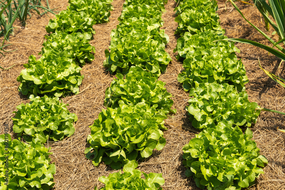 Rows of neatly planted curly lettuce heads ready to be harvested with straw covering the rows to reduce weeds. Vertical orientation. Rows of neatly planted curly lettuce heads ready to be harvested with straw covering the rows to reduce weeds. Vertical orientation.