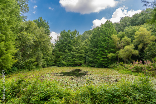 A lush green lilypond surrounded by green trees under a beautiful blue sky with puffy clouds. Peaceful scene. photo