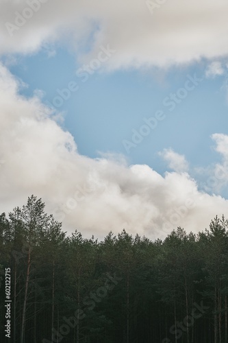 Forest and sky. Top branches against blue sky in woods. Natural background.