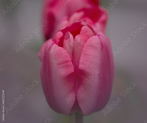 Tulpen, strahlend rot