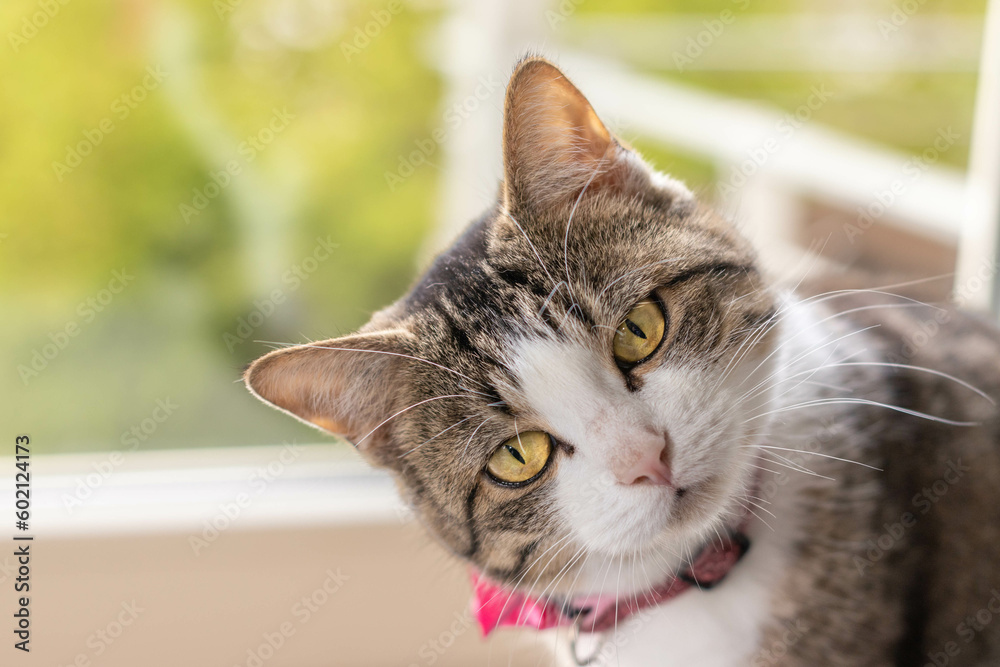 Adorable domestic cat in a window