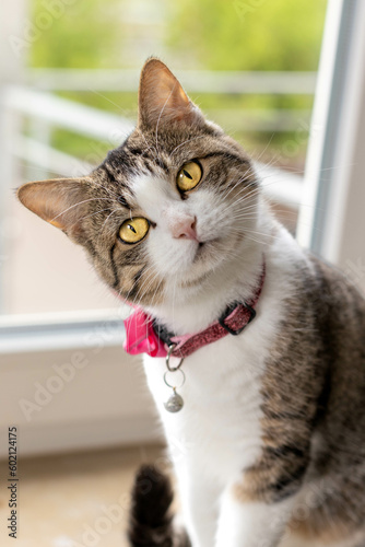 Adorable domestic cat in a window