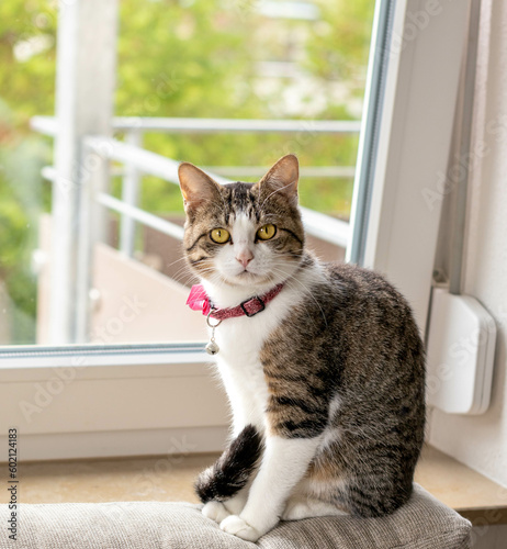 Adorable domestic cat in a window