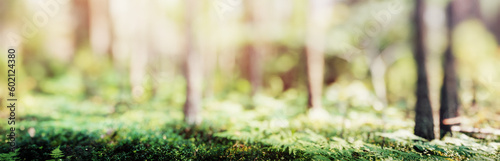 Forest bokeh nature background