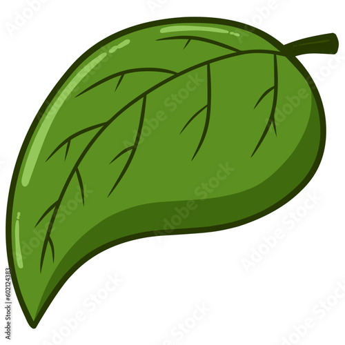leaf isolated on white background