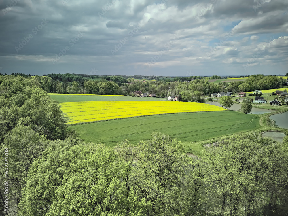 Obraz premium widok na pole rzepaku