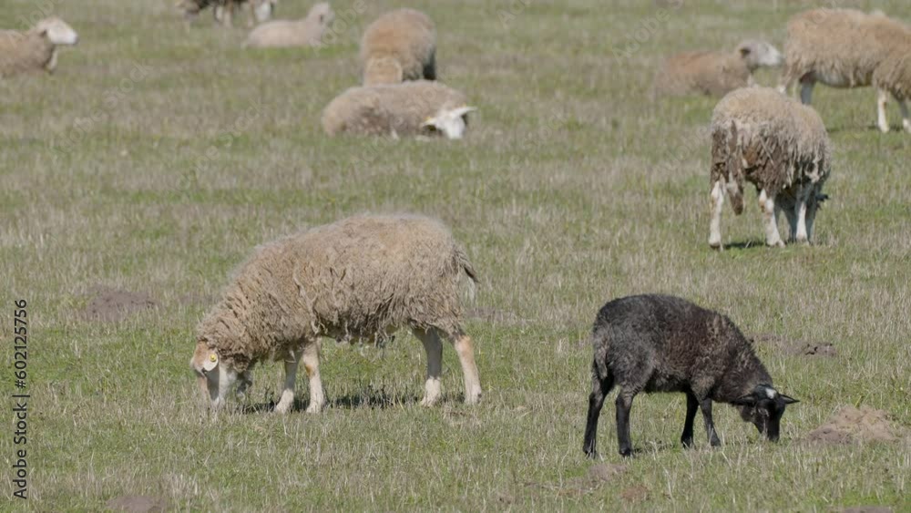 A group of sheep on the farm eating on a sunny day A group of sheep on the farm eating on a sunny day