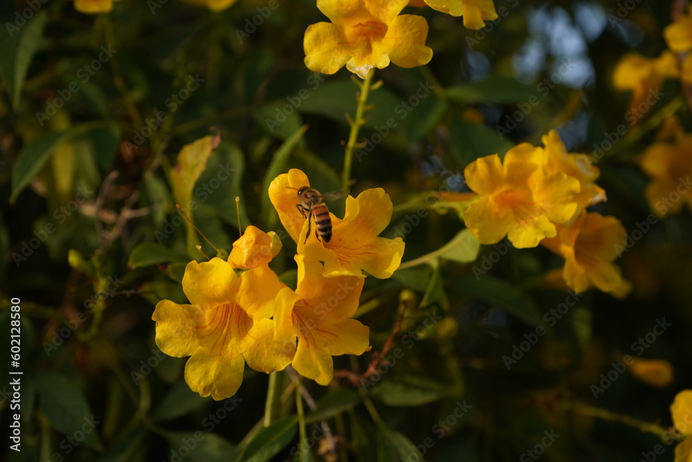 Tecoma stansThis beautiful ornamental shrub is also used in cooking and medicine Tecoma stansThis beautiful ornamental shrub is also used in cooking and medicine