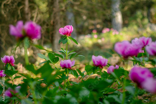 Peonias (Paeonia broteri) en el bosque - Cazorla, España / Peony in the forest photo