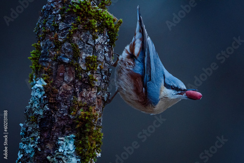 Trepador azul (Sitta europaea) comiendo VIII photo